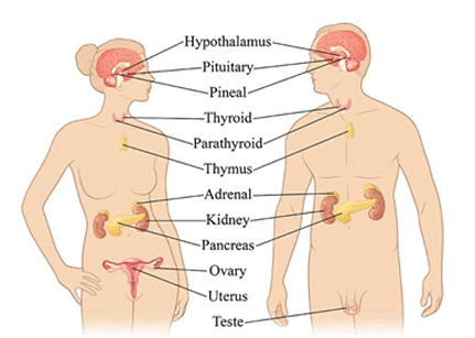 Hormones